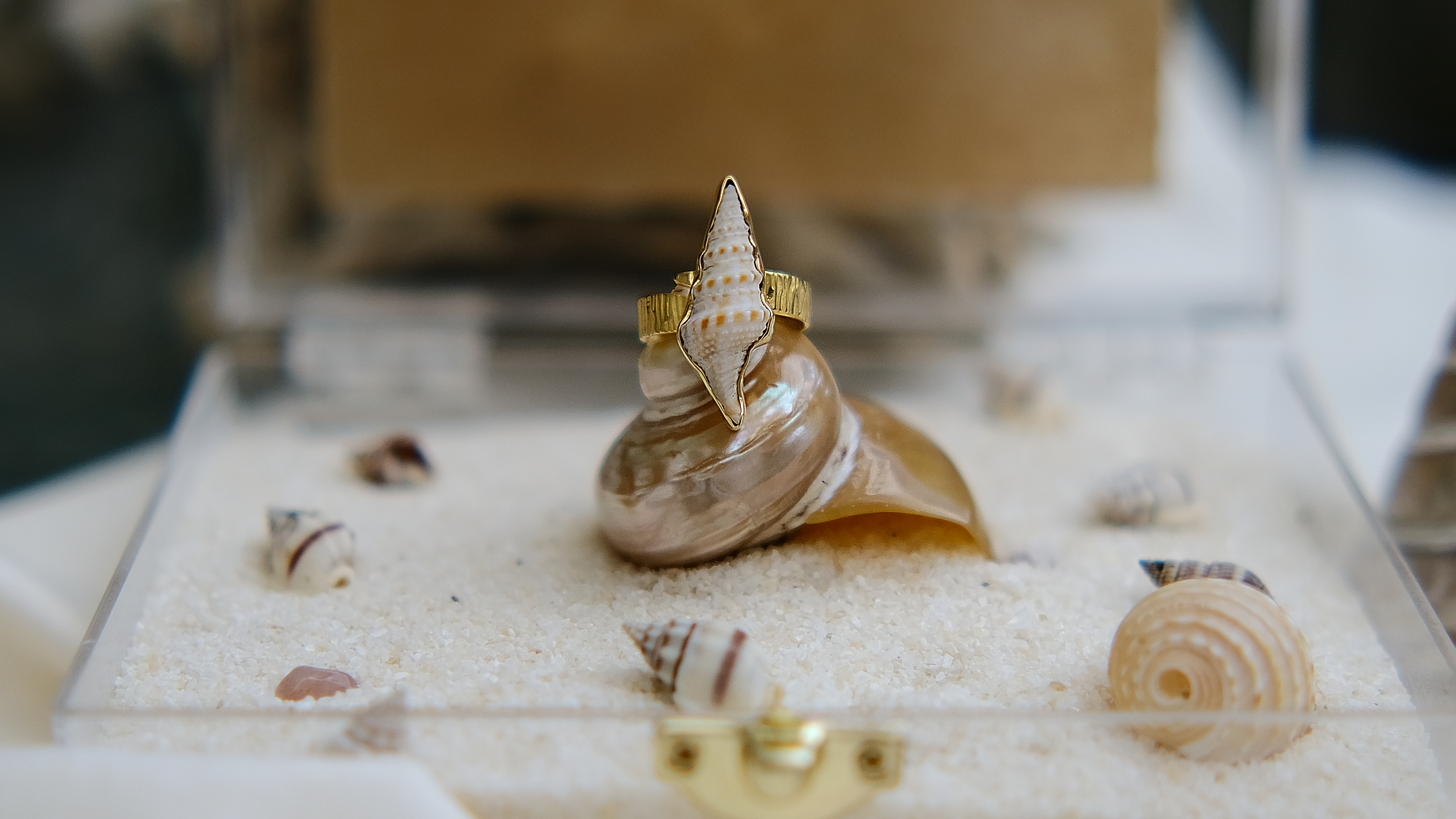 Close-up of a gold shell ring with natural seashell design, displayed elegantly on a shell. Perfect ocean-inspired jewelry for beach fashion and coastal elegance