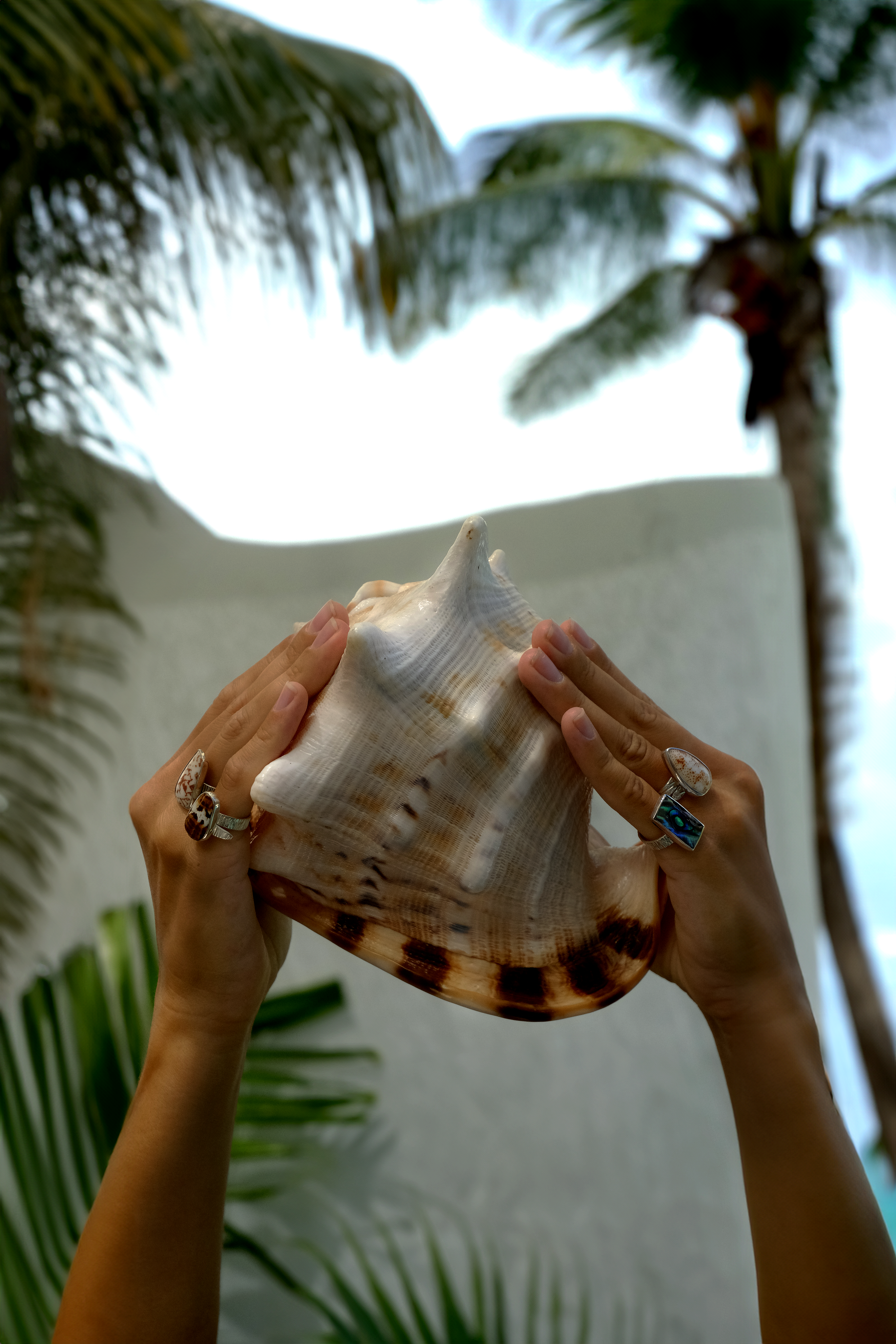 Hands adorned with handcrafted shell rings holding a large seashell, capturing the essence of bohemian and coastal jewelry. Ocean-inspired accessories with natural shell patterns, perfect for beachwear fashion